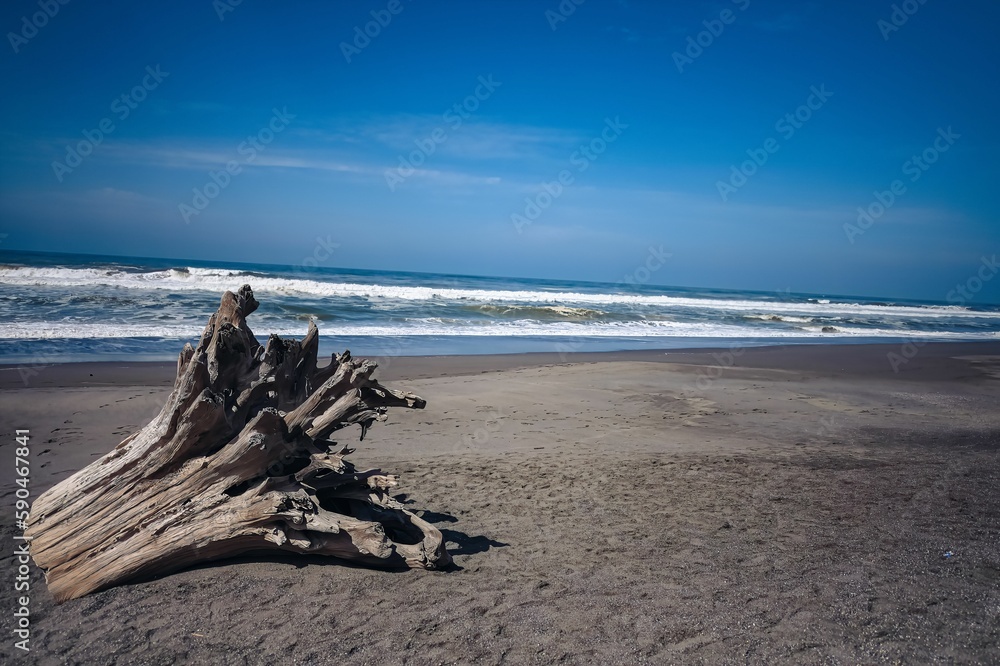 Dry tree stump on the sand beach with a view of the sea