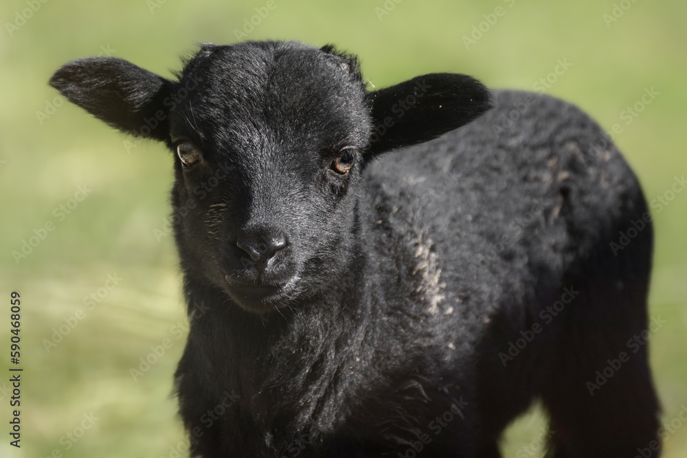 Cute lambs, newborn sheep on a sunny day in spring