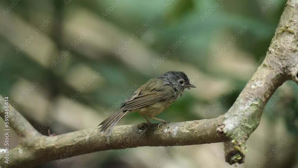 White-tailed Leaf Warbler on branch ,Bird watching in forest White-tailed Leaf Warbler on branch ,Bird watching in forest