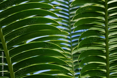 green palm leaf of Queen sago ( Cycas rumphii ) photo
