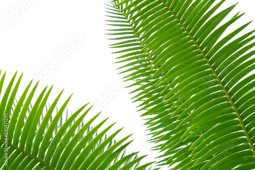 green palm leaf of Queen sago ( Cycas rumphii ) on white background photo