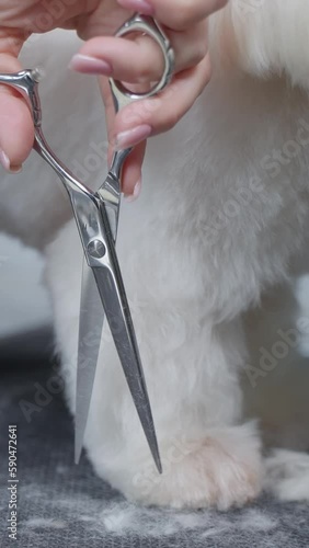 Haircut of a cute dog. white maltese, close up. Vertical video