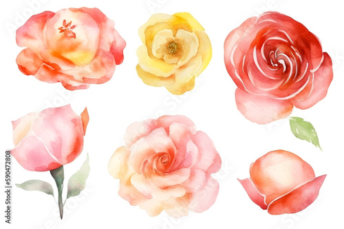 Beautiful rose on white background. Pink, yellow and red rose flower for Mother day and Valentine day postcards and greeteeng cards. Watercolor rose flowers isolated on white background. Generative AI