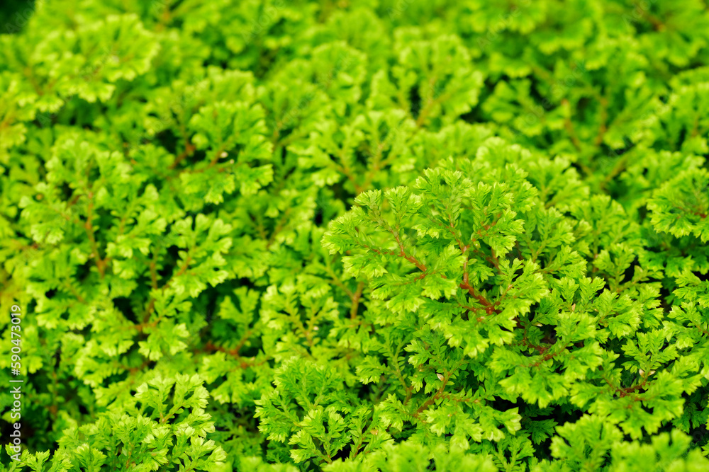 close up green Spike Moss fern ( Selaginella spp.)​ in the garden
