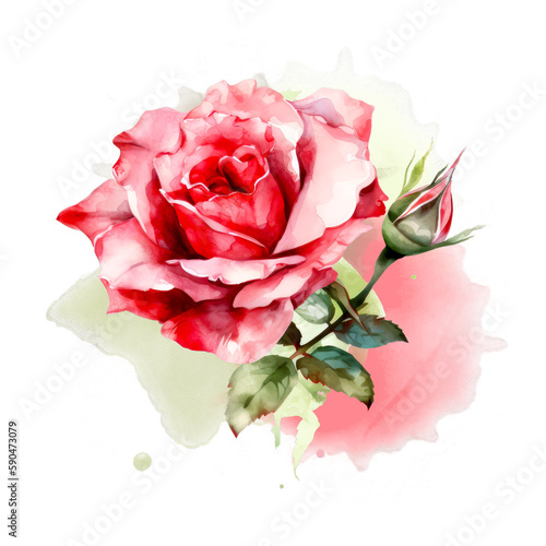 Beautiful rose on white background. Pink and red rose flower for Mother day and Valentines day postcards and greeteeng cards. Watercolor rose flowers isolated on white background. Generative AI.