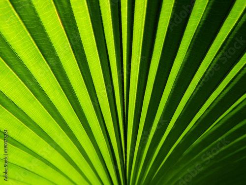 close up green palm leaf of Diamond joey palm tree ( Johannesteijsmannia altifrons H.E.Moore ) photo