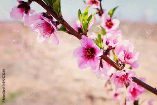 background of spring blossom tree. selective focus
