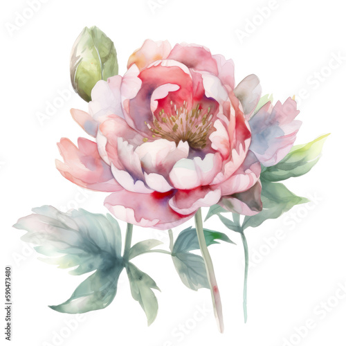 Beautiful watercolor peony isolated on white background. Pink and red peony flower for mother day and valentines day postcards and greeteeng cards. Generative AI.