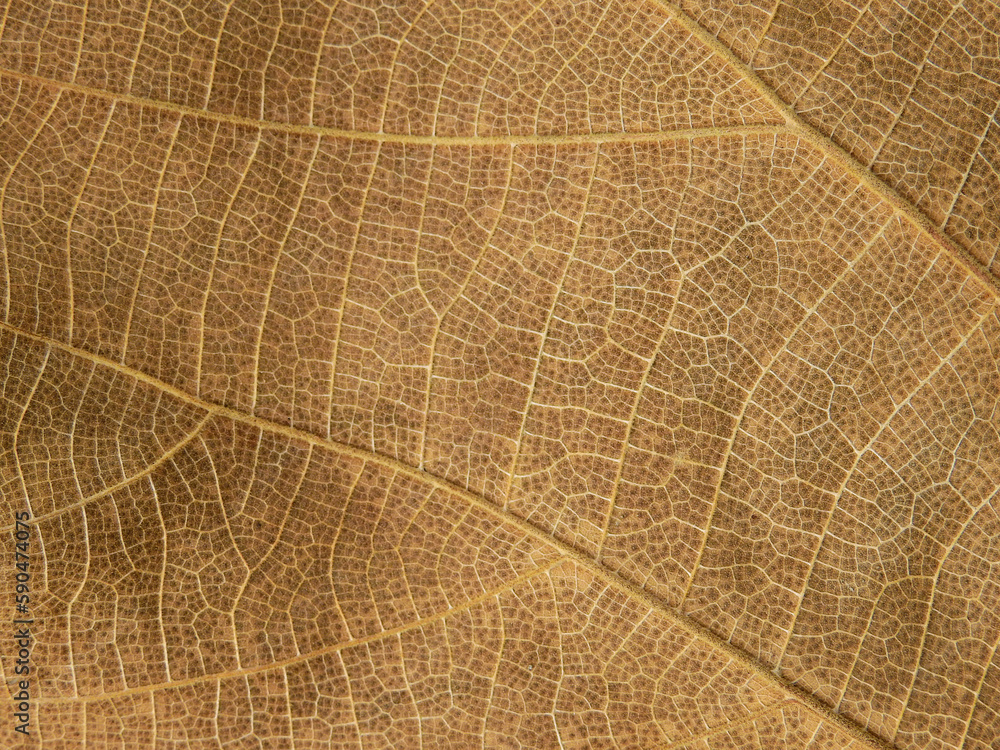 Fototapeta premium close up dry brown leaf texture ( teak leaf )