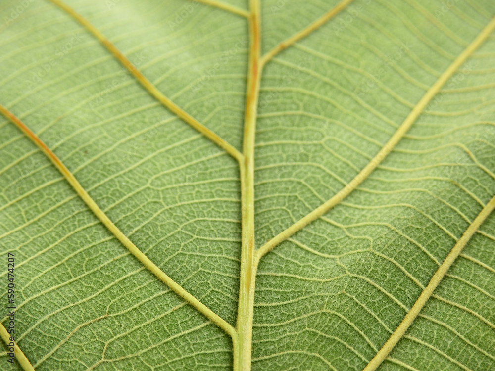 close up green teak leaf texture close up green teak leaf texture