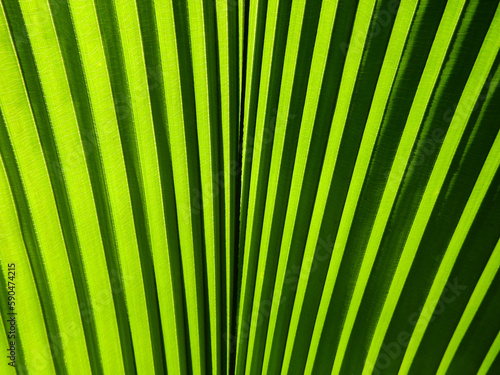 close up green palm leaf of Diamond joey palm tree ( Johannesteijsmannia altifrons H.E.Moore ) photo