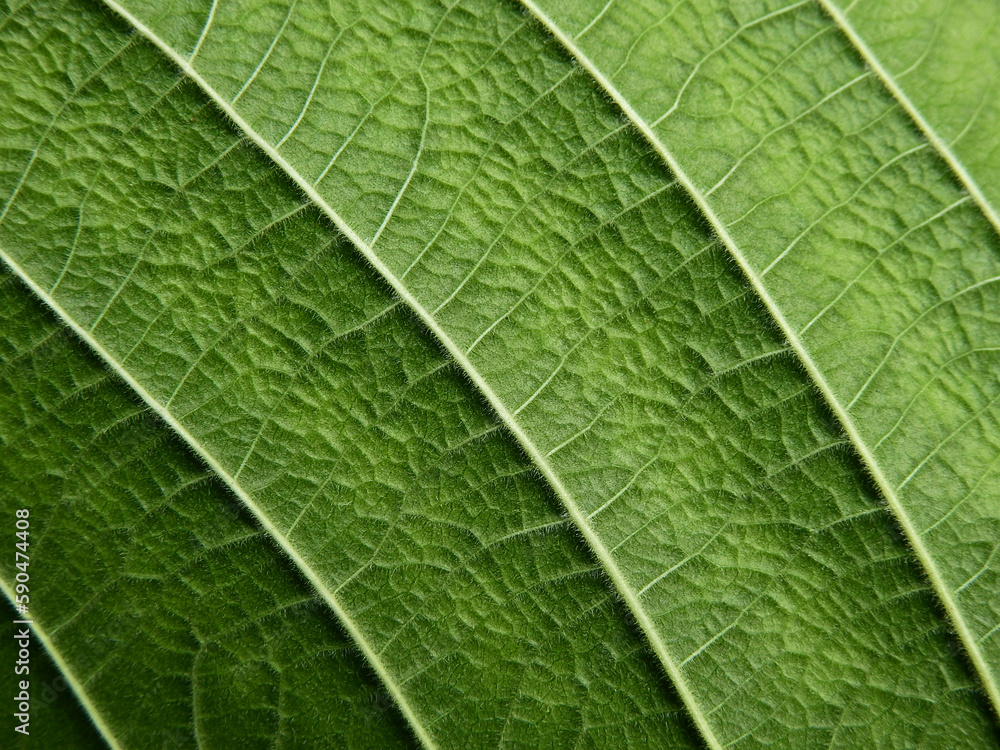 close up green leaf texture of Golden gardenia tree ( Gardenia sootepensis Hutch ) close up green leaf texture of Golden gardenia tree ( Gardenia sootepensis Hutch )