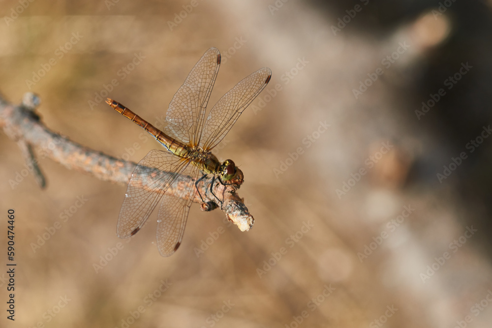 Blutrote Heidelibelle (Sympetrum sanguineum) Weibchen
Blutrote Heidelibelle (Sympetrum sanguineum) Weibchen