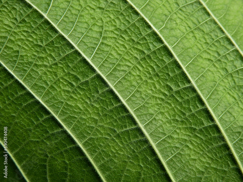 close up green leaf texture of Golden gardenia tree ( Gardenia sootepensis Hutch )