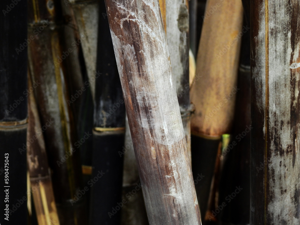 close up trunk of Fernledt bamboo ( Bambusa Vulgaris Schracd.ex H. Wendl ) close up trunk of Fernledt bamboo ( Bambusa Vulgaris Schracd.ex H. Wendl )