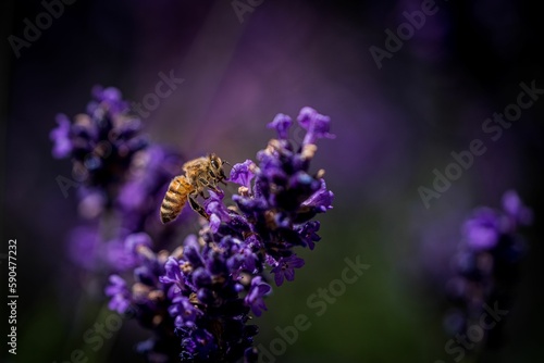 Closeup of a cute bee on a purple flower with blurred background