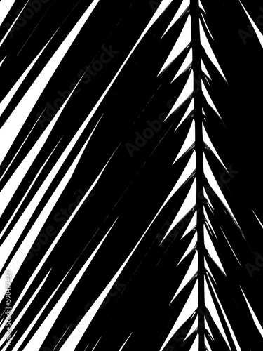 silhouette palm leaf of silver date palm tree ( Phoenix sylvestris (L.) Roxb. ) on white background