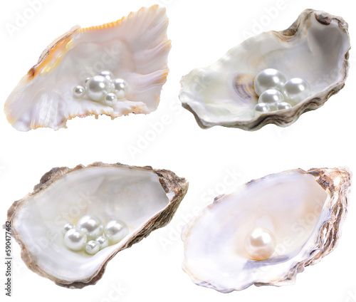 Collection of pearl shell isolated