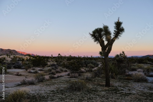 Beautiful landscape of Joshua Tree under the sunlight in California, USA