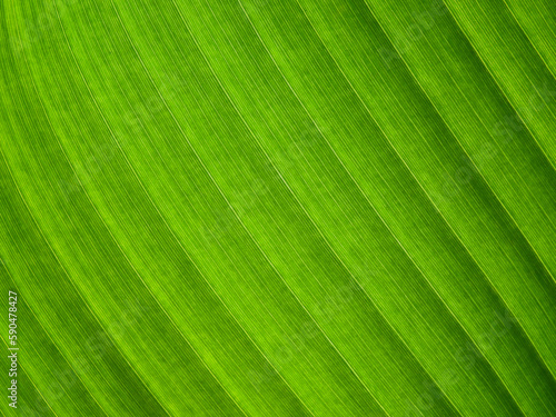close up green leaf texture ( banana leaf )