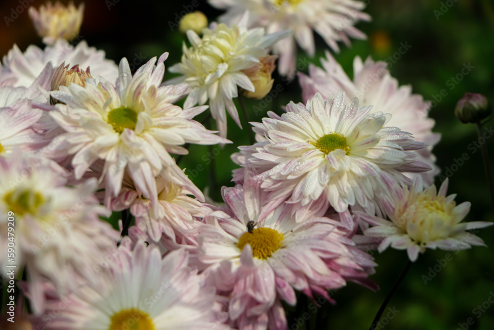 white and pink chrysanthemums on a blurry background close-up. Beautiful bright chrysanthemums bloom in autumn in the garden. Chrysanthemum background with a copy of the space white and pink chrysanthemums on a blurry background close-up. Beautiful bright chrysanthemums bloom in autumn in the garden. Chrysanthemum background with a copy of the space