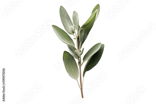 branch of a tree on transparent background 
