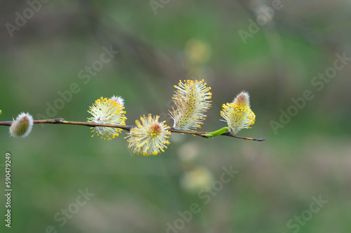 Willow buds during spring flowering
