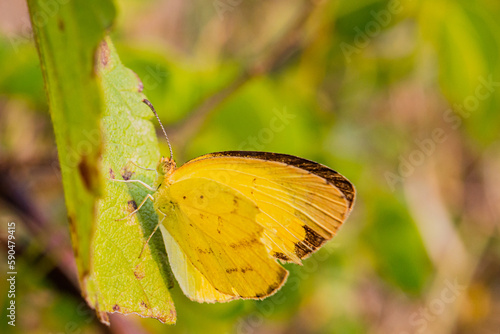 Yellow winged butterfly in Kenya © imsogabriel
