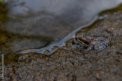brown frog near pond on Kenyan hill © imsogabriel