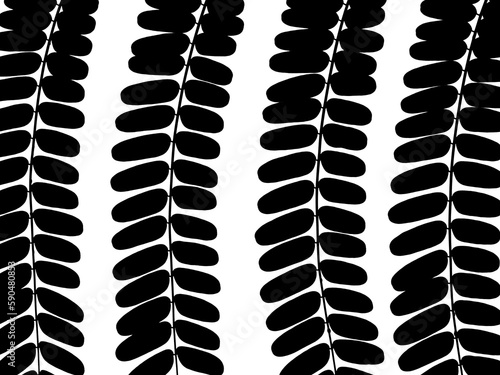 leaf silhouette of Golden Flame Tree ( Delonix regia (Bojer ex Hook) Raf. ), isolated on white background