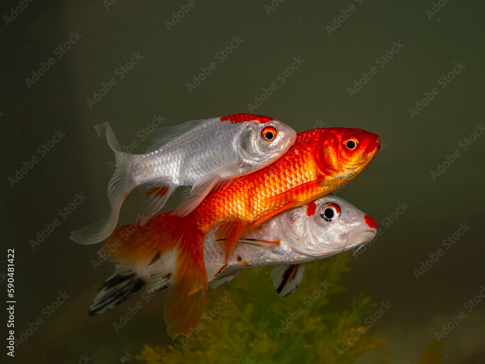 ornamental fish in home aquarium