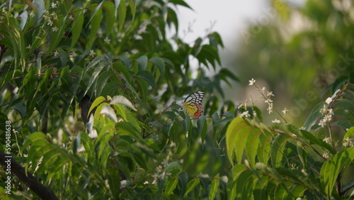 Delias eucharis / Jezebel / Butterfly on a branch photo