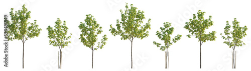 Set of 6 small and middle trees sycamore platanus maple street trees isolated png on a transparent background perfectly cutout 