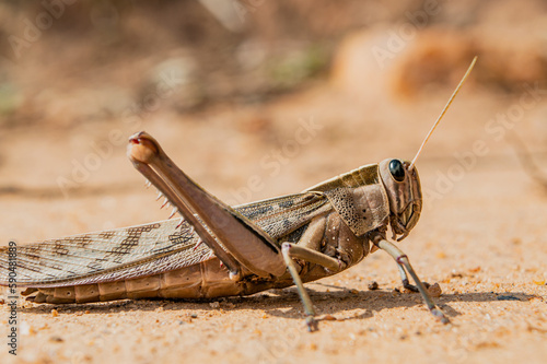 Grasshopper on the ground basking in the sun © imsogabriel