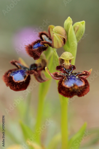 Obraz na płótnie The Mirror Orchid (Ophrys speculum) on a xerothermic grassland in the Peloponnese (Greece) w salonie