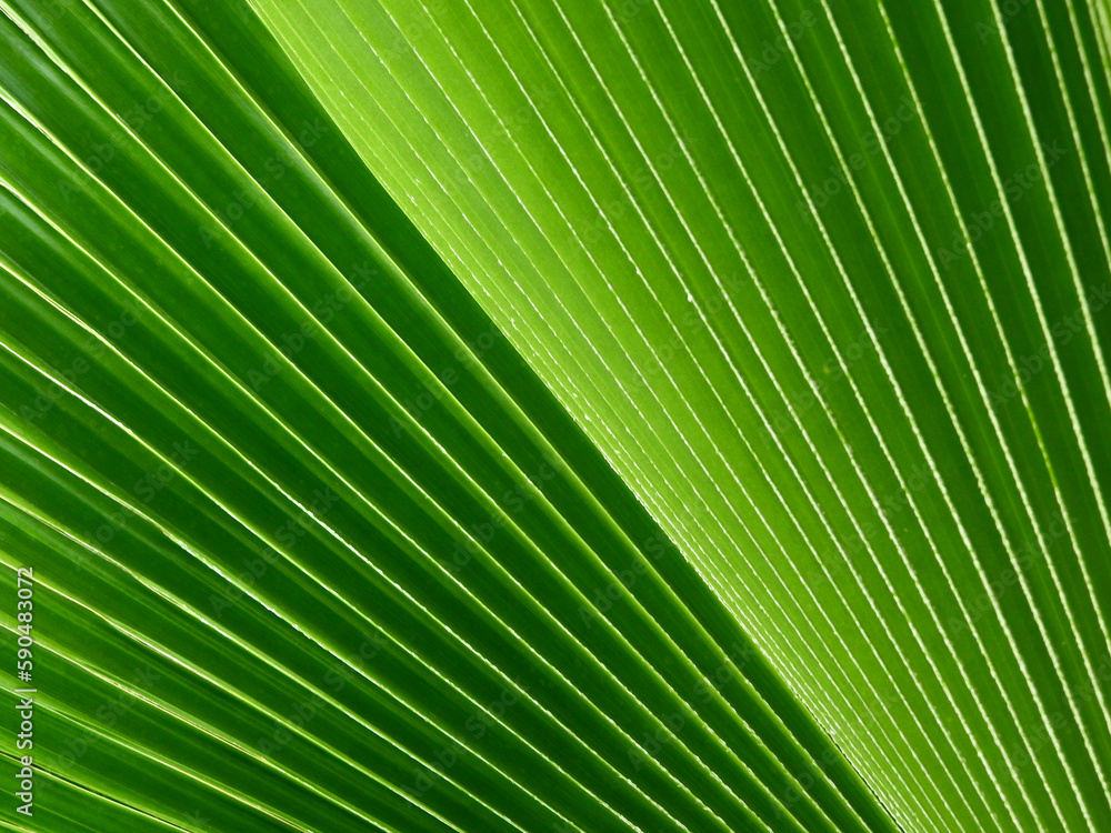 Fototapeta premium green palm leaf of Fiji Fan palm (Pritchardia pacifica Seem & H.Wendl.)