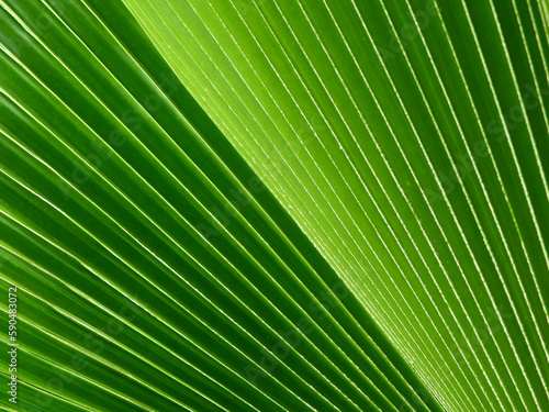 green palm leaf of Fiji Fan palm  Pritchardia pacifica Seem   H.Wendl. 