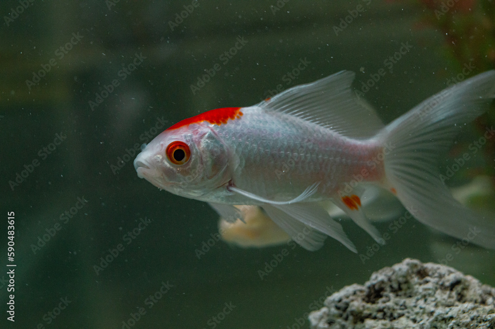 ornamental fish in home aquarium ornamental fish in home aquarium