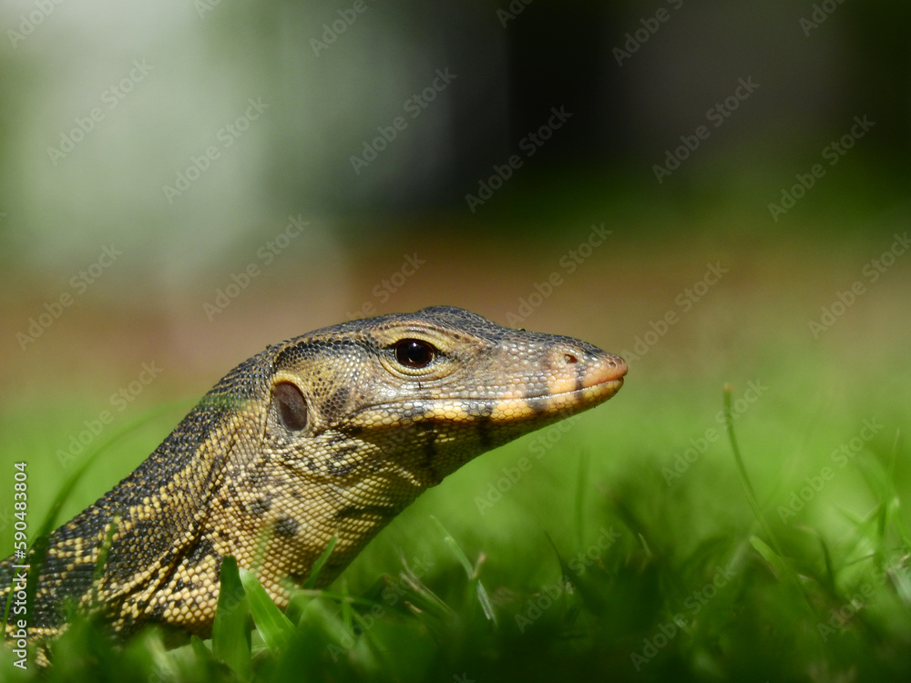 close up face of young asian water monitor ( Varanus salvator ) on the lawn