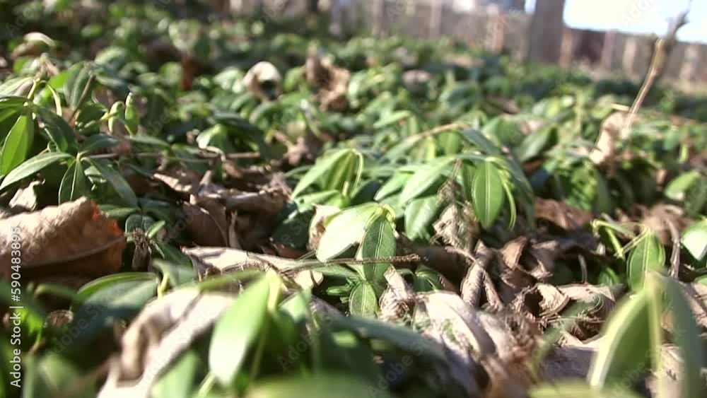 Green plants with withered old dry leaves close-up with sun shine
Green plants with withered old dry leaves close-up with sun shine