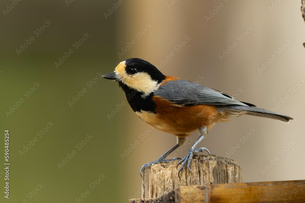 Fototapeta premium 佇むヤマガラ