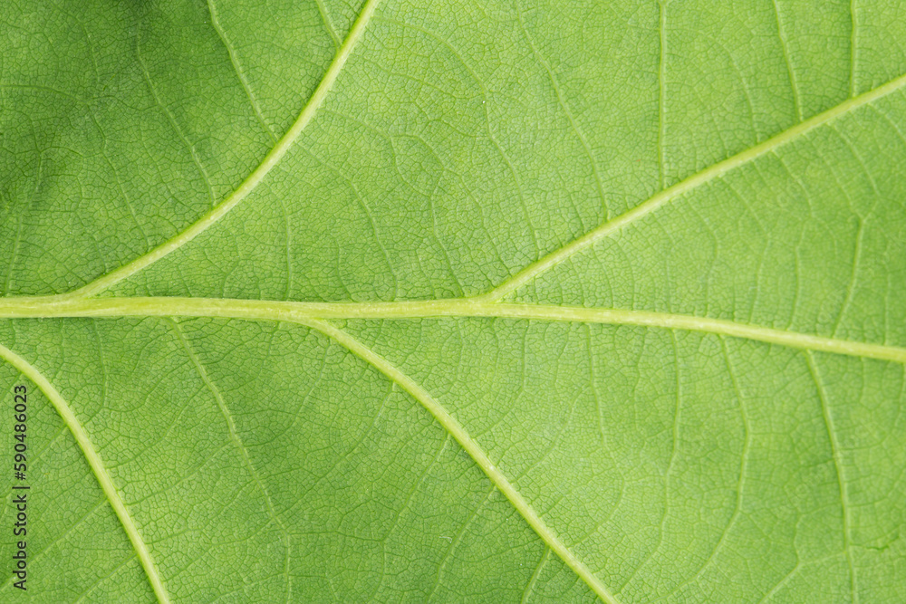 Green leaf macro. Texture of nature. Green leaf macro. Texture of nature.