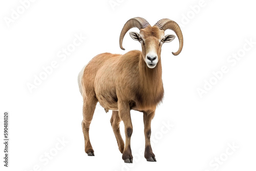 Barbary sheep isolated on white