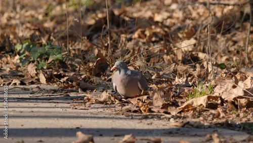 Wild wood pigeon seek for food on a asphalt road in park. Bulgaria, Europe. Hunting object. photo