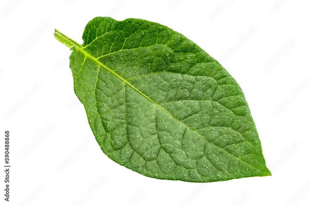 Obraz premium Fresh green potato leaf. Isolated on white background.
