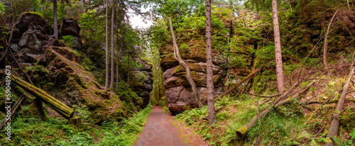 Panoramic view over magical enchanted fairytale forest with moss  lichen and fern at the hiking trail Malerweg in the national park Saxon Switzerland near Dresden  Saxony  Germany.