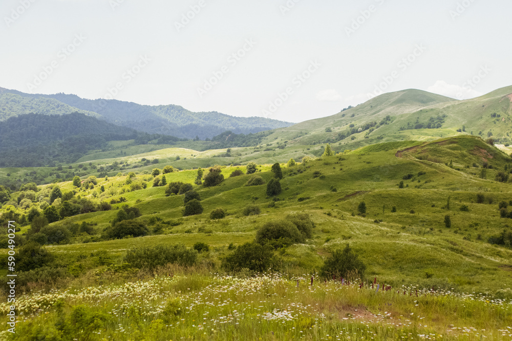 mountains in the haze in summer with a field of daisies