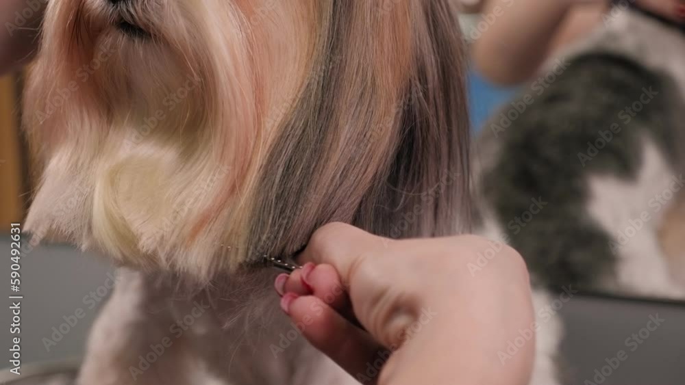 A female groomer cuts a small Beaver York breed dog with an electric hair clipper. A female groomer cuts a small Beaver York breed dog with an electric hair clipper.