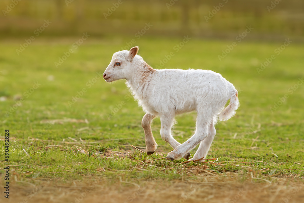 Little funny baby sheep running. Farm animals. Little funny baby sheep running. Farm animals.