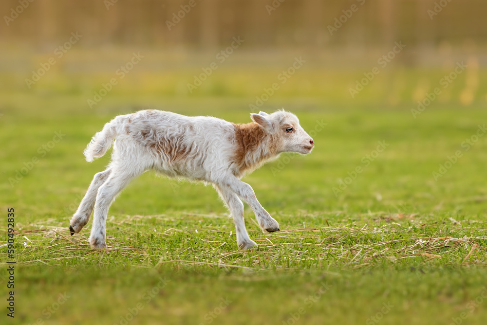 Little funny baby sheep running. Farm animals. Little funny baby sheep running. Farm animals.